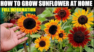 How To Grow Sunflower At Home  Seed to Flower [upl. by Briny606]