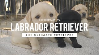 ALL ABOUT LABRADOR RETRIEVERS WORLDS 1 RETRIEVER [upl. by Analeh]