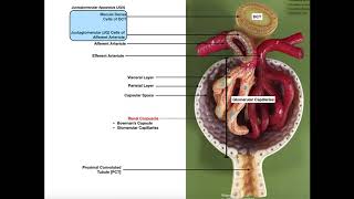 The Renal Corpuscle Glomerulus and Blood Filtration [upl. by Torrin531]