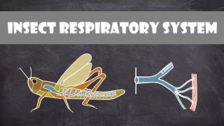 Insect Respiratory System  Entomology [upl. by Llirret506]