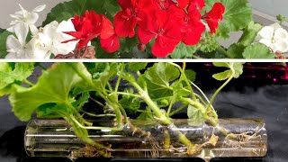 Geranium Propagation New And Effective Method [upl. by Idnac]