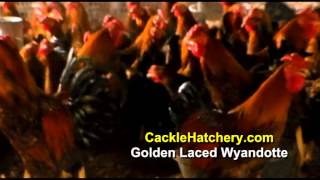 Black Laced Gold Wyandotte Chicken Breed Breeder Flock  Cackle Hatchery [upl. by Conners]