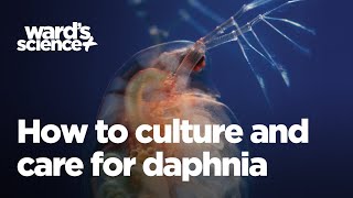 Caring and Culturing for Daphnia [upl. by Ydnar]