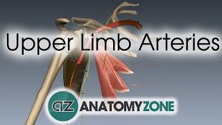 Upper Limb Arteries  Arm and Forearm  3D Anatomy Tutorial [upl. by Trever461]