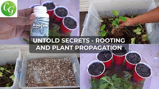 Secret Plant Cuttings Propagation Tips No One Will Tell You [upl. by Devinne]