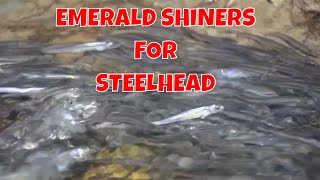 Steelhead Fishing with Emerald Shiners [upl. by Oyek]