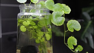 Pennywort in a Jar  Jarrarium  Shrimp Aquarium  Wabi kusa  Terrarium [upl. by Shaughn1]