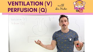 Ventilation V Perfusion Q Coupling [upl. by Lertram901]