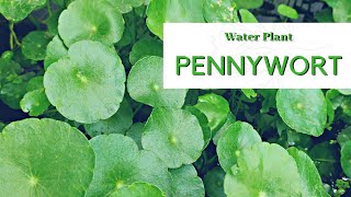 Aquatic Plant  Pennywort • Hydrocotyle [upl. by Jason641]