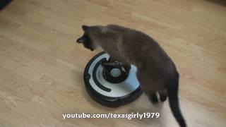 Cat shows HOW TO use iRobot Roomba Vacuum [upl. by Amoeji664]