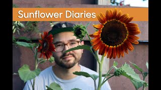 Sunflower Diaries • Growing Different Varieties amp Seed Collecting [upl. by Nortad765]