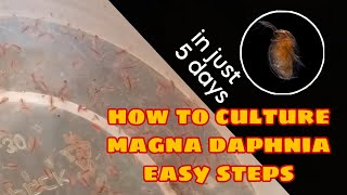 How to Culture Magna Daphnia Easily [upl. by Enohpesrep103]