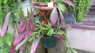 Propagating Pseudorhipsalis Rhipsalis Ramulosa  Red Rhipsalis [upl. by Peterman]