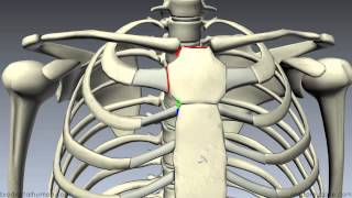 Sternum  3D Anatomy Tutorial [upl. by Wyne]