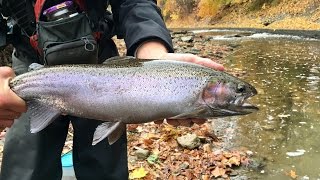 FIRST STEELHEAD EVER Fishing HUGE Trout from a SMALL Creek [upl. by Olonam]