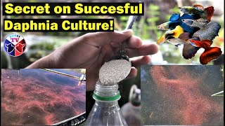 How to Culture Daphnia Successfully [upl. by Eerac804]