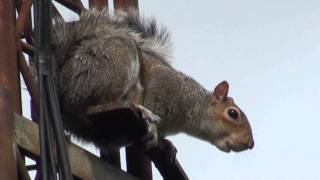 GREY SQUIRREL ALARM CALL [upl. by Terchie937]