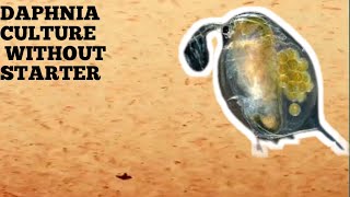 HOW TO CULTURE DAPHNIA NATURALLY WITHOUT A STARTER [upl. by Ahkihs]