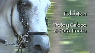 PASO FINO GRAND PRIX HORSE SHOW  FLORIDA [upl. by Mcclenaghan]