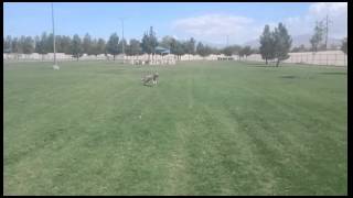 The Anatolian Shepherd built for speed and agility [upl. by Giannini]