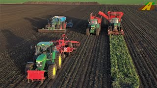 Rübenernte in der Hildesheimer Börde  Lohnunternehmen HüMaF im Ernteeinsatz  Sugarbeet harvesting [upl. by Oicafinob42]