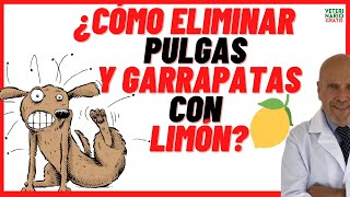 Cómo ELIMINAR PULGAS de mi PERRO y de mi CASA con LIMÓN 🟢 REPELENTE para PULGAS y GARRAPATAS casero [upl. by Ahtelat]