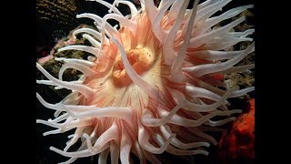 Facts The Sea Anemone [upl. by Ottinger406]