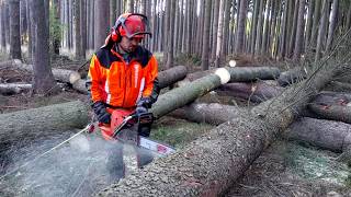 Husqvarna 572XP Chain saw TOP FELLINGTHE BEST CHAINSAW [upl. by Adnauqahs108]