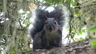 The sound of Western Gray Squirrel  4K [upl. by Neville537]