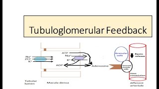 Tubuloglomerular feedback Autoregulation [upl. by Feetal663]