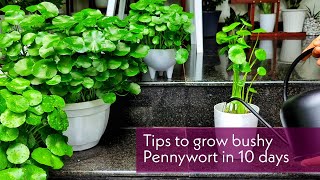 Pennywort care  Tips to make bushy Pennywort in 10days [upl. by Erot]