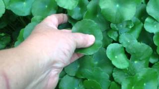 PENNYWORT Aquatic Pond Plant [upl. by Grimaud149]