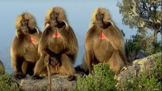 Defending a Monkey Harem  Clever Monkeys  BBC Earth [upl. by Ramed24]