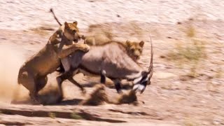 Two Lions Take on Oryx  Natural World Desert Lions  BBC Earth [upl. by Savick628]