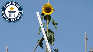 Tallest Sunflower  Guinness World Records [upl. by Bahr]