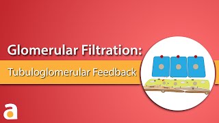 Glomerular Filtration Tubuloglomerular Feedback [upl. by Williamson943]