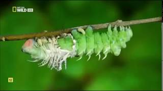 Insectos increíbles Documental Nat Geo [upl. by Hofmann]