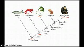 Cladograms  Betterlesson [upl. by Nonnac934]