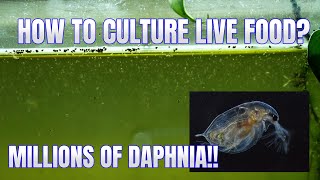 How to Culture Daphnia Secret Method to Breed MILLIONS  Simply Aquatic [upl. by Ruhtua661]