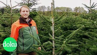 Woher kommt unser Weihnachtsbaum  WDR Doku [upl. by Patti]