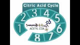 The Citric Acid Cycle An Overview [upl. by Yesnyl752]