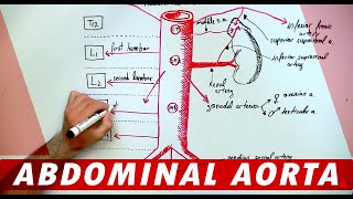 Anatomy  Abdominal Aorta Branches [upl. by Anitaf]