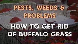 How to Get Rid of Buffalo Grass [upl. by Adnarahs]