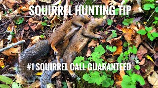 Best Squirrel Call GUARANTEED [upl. by Adieren]