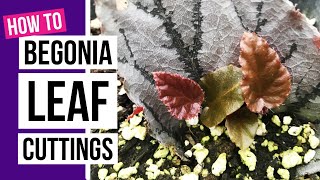 How to propagate Begonias from leaf cuttings  Begonia care tips [upl. by Croteau441]