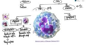 Leukocytes Introduction and Overview [upl. by Salene939]