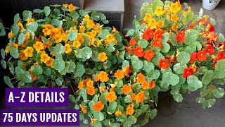 How to Grow Nasturtium from Seeds n Get MAXIMUM Flowers [upl. by Anaiviv579]