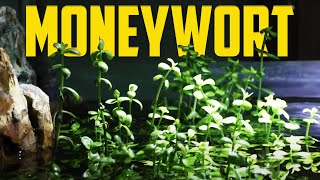 How to Care for Moneywort Bacopa monnieri [upl. by Jerman]