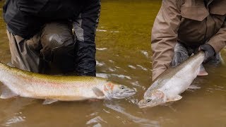 100 Steelhead Hooked in ONE DAY  Addicted Life Ep 29 [upl. by Spalding465]