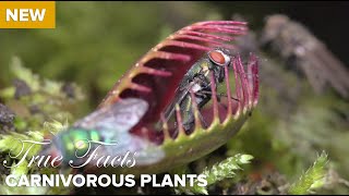 True Facts  Carnivorous Plants [upl. by Auqined]